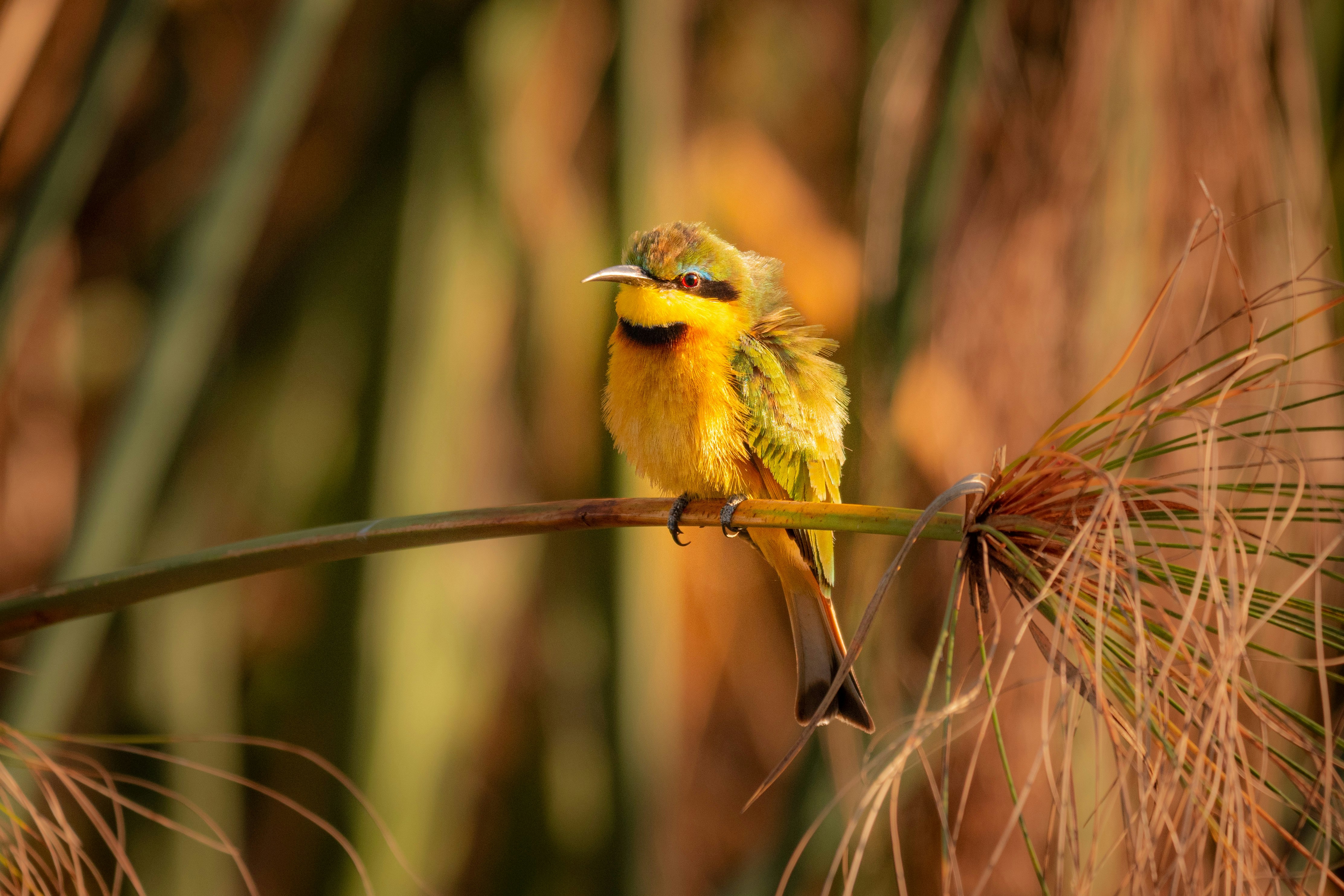 green and yellow bird on brown tree branch during daytime